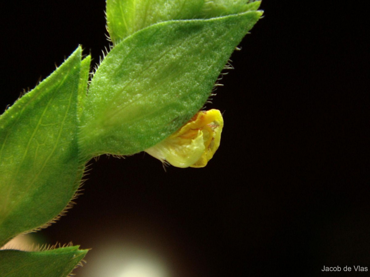 Zornia gibbosa Span.